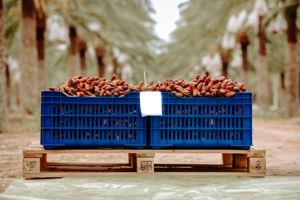 Blue crate of dates on a wooden pallet in palm grove, Biskra, Algeria.