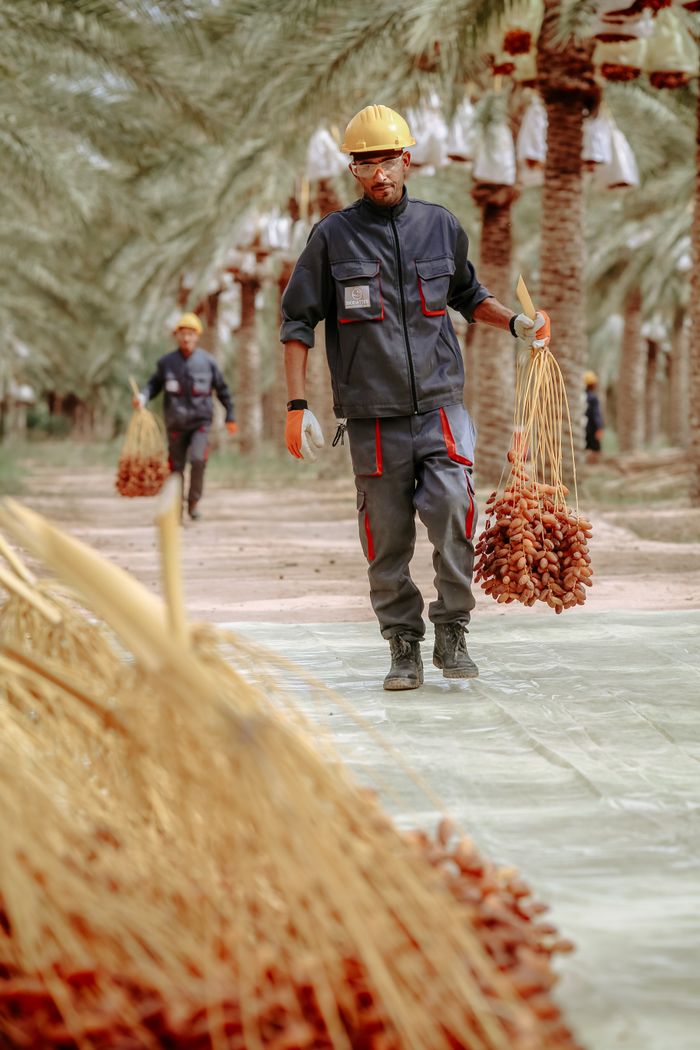 Men harvesting dates in a lush palm grove, showcasing tropical agriculture.