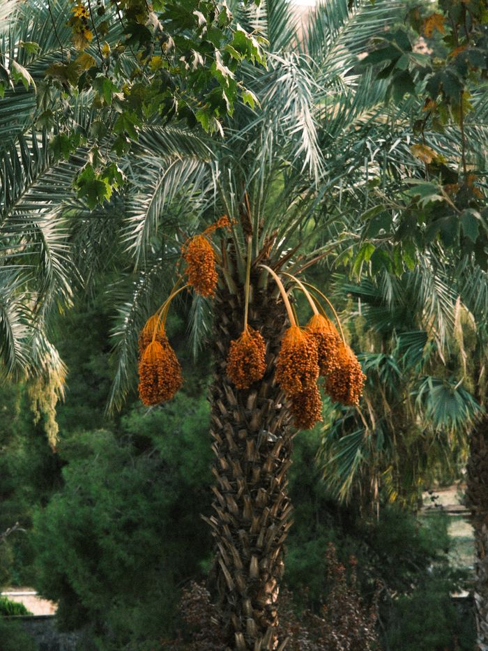 Vibrant date palm tree with ripe fruits, captured in a serene desert oasis landscape.