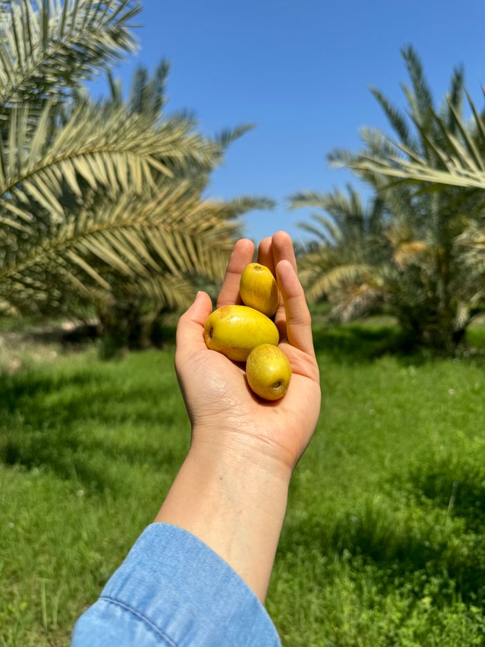 A hand holding fresh dates against a backdrop of a palm grove under clear blue skies.